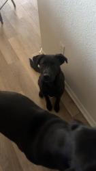 Lost Male Dog last seen Purple Heart Elementary , El Paso, TX 79938