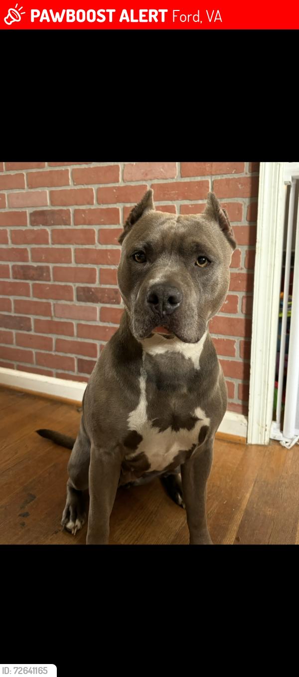 Lost Female Dog last seen Mile marker 297 on route 460, Ford, VA 23850