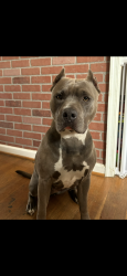 Lost Female Dog last seen Mile marker 297 on route 460, Ford, VA 23850