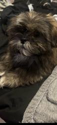 Lost Male Dog last seen Bedford Euless Road and Loma Verde, Bedford, TX 76021