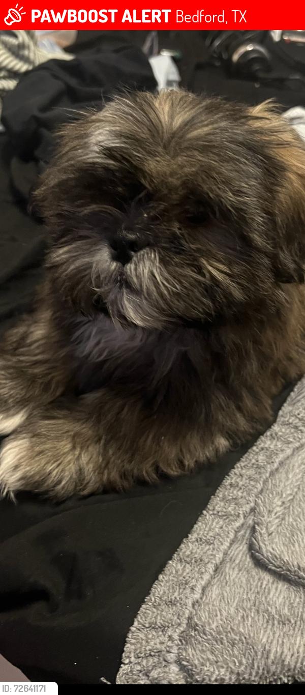 Lost Male Dog last seen Bedford Euless Road and Loma Verde, Bedford, TX 76021
