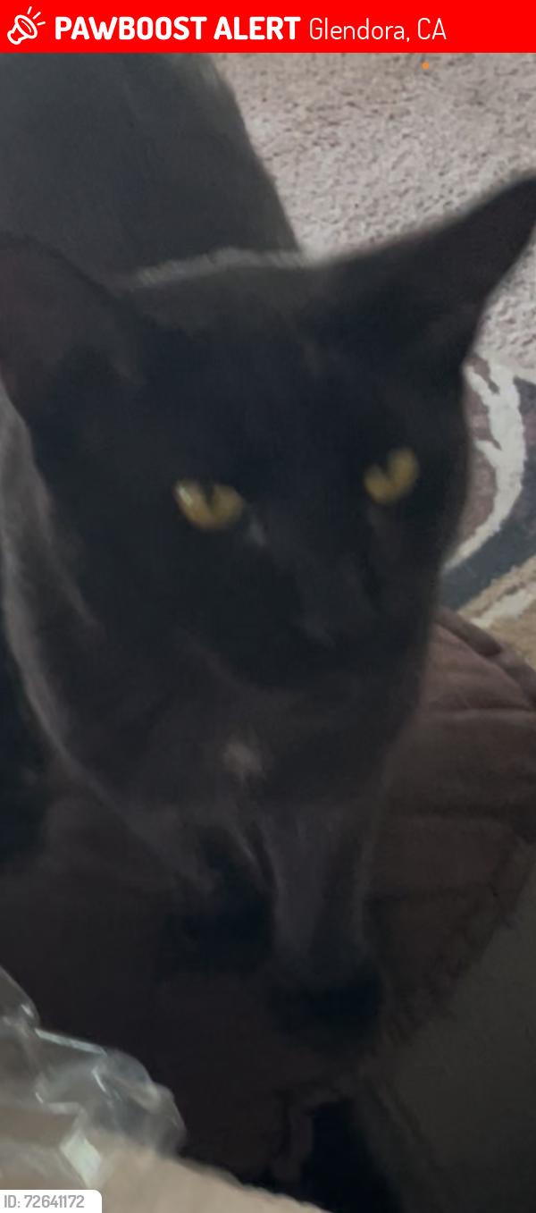 Lost Male Cat last seen Glendora Ave Colorado Ave, Glendora, CA 91740