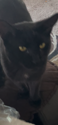 Lost Male Cat last seen Glendora Ave Colorado Ave, Glendora, CA 91740