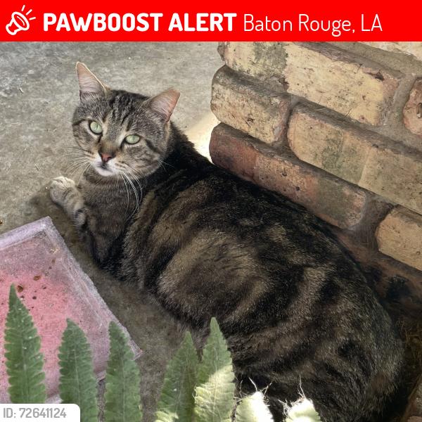 Lost Male Cat last seen Claycut Road and Acadian Thruway, Baton Rouge, LA., Baton Rouge, LA 70806