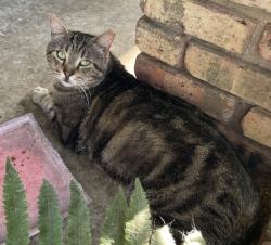 Lost Male Cat last seen Claycut Road and Acadian Thruway, Baton Rouge, LA., Baton Rouge, LA 70806