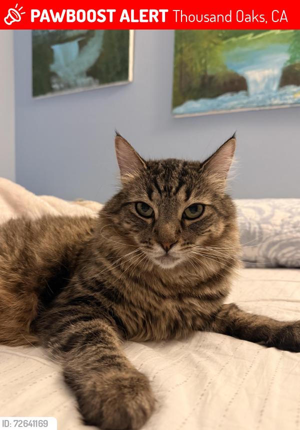Lost Male Cat last seen Shirley Dr, Thousand Oaks, CA 91320