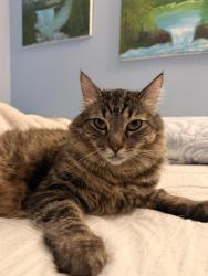 Lost Male Cat last seen Shirley Dr, Thousand Oaks, CA 91320