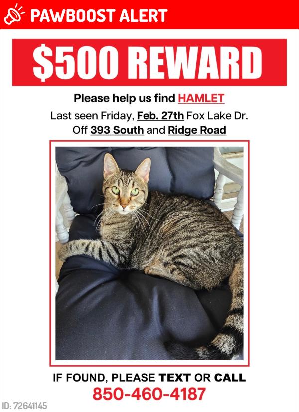 Lost Male Cat last seen Fox Lake Dr and Ridge Rd, Santa Rosa Beach, FL 32459