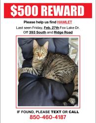 Lost Male Cat last seen Fox Lake Dr and Ridge Rd, Santa Rosa Beach, FL 32459