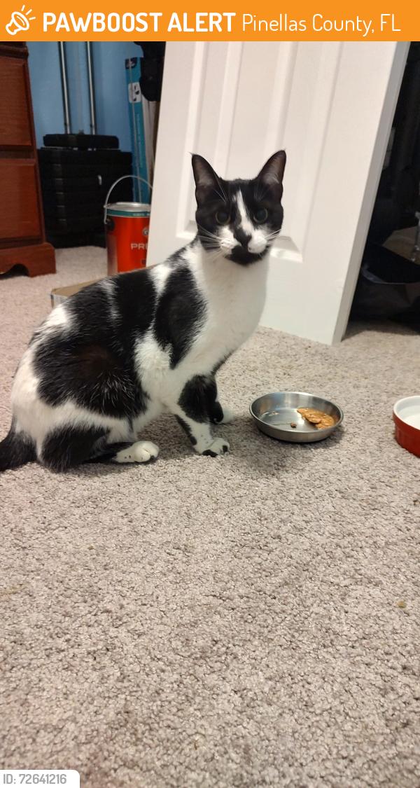 Found/Stray Female Cat last seen Newport rd , Pinellas County, FL 33764