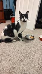 Found/Stray Female Cat last seen Newport rd , Pinellas County, FL 33764