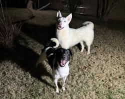 Found/Stray Unknown Dog last seen Near Englewood Dr, Staunton, VA 24401, Staunton, VA 24401