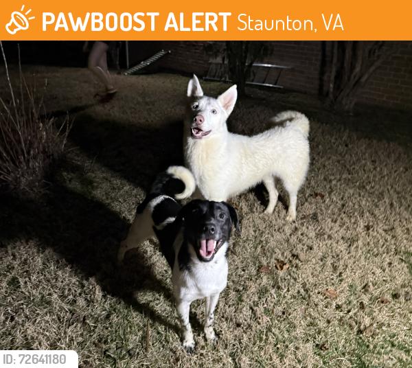 Found/Stray Unknown Dog last seen Near Englewood Dr, Staunton, VA 24401, Staunton, VA 24401