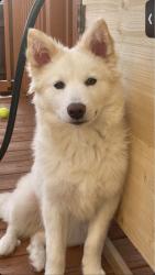 Lost Male Dog last seen moutainview Antioch , Nashville, TN 37013
