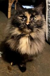 Found/Stray Unknown Cat last seen 9th, Canton, OH 44706