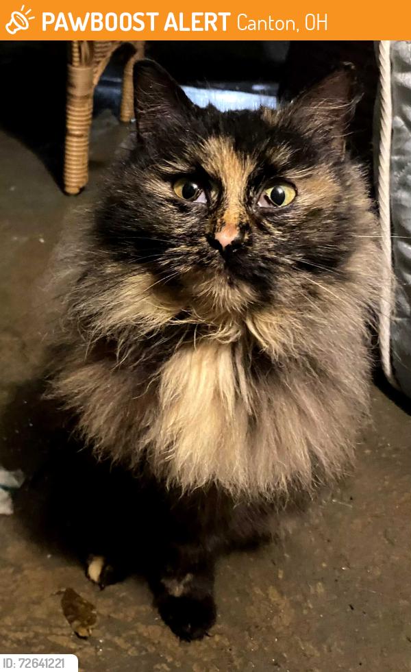 Found/Stray Unknown Cat last seen 9th, Canton, OH 44706