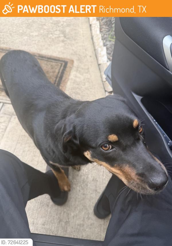 Found/Stray Male Dog last seen Near Crystal Oaks Drive, Richmond, TX 77406