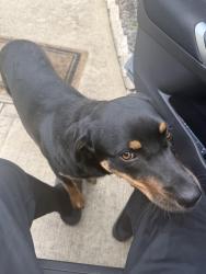 Found/Stray Male Dog last seen Near Crystal Oaks Drive, Richmond, TX 77406