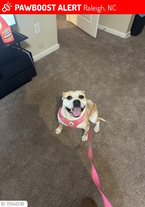Lost Female Dog last seen Alm st, Raleigh, NC 27617