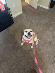 Lost Female Dog last seen Alm st, Raleigh, NC 27617