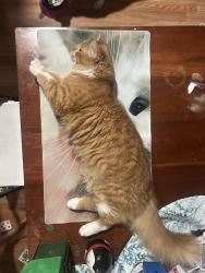 Lost Female Cat last seen Near w spring st Lebanon tn, Lebanon, TN 37087