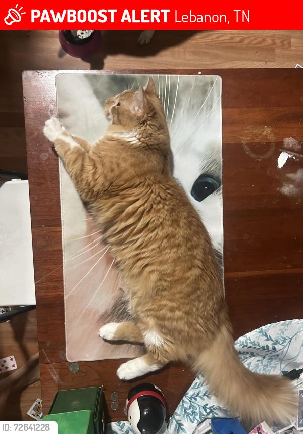 Lost Female Cat last seen Near w spring st Lebanon tn, Lebanon, TN 37087