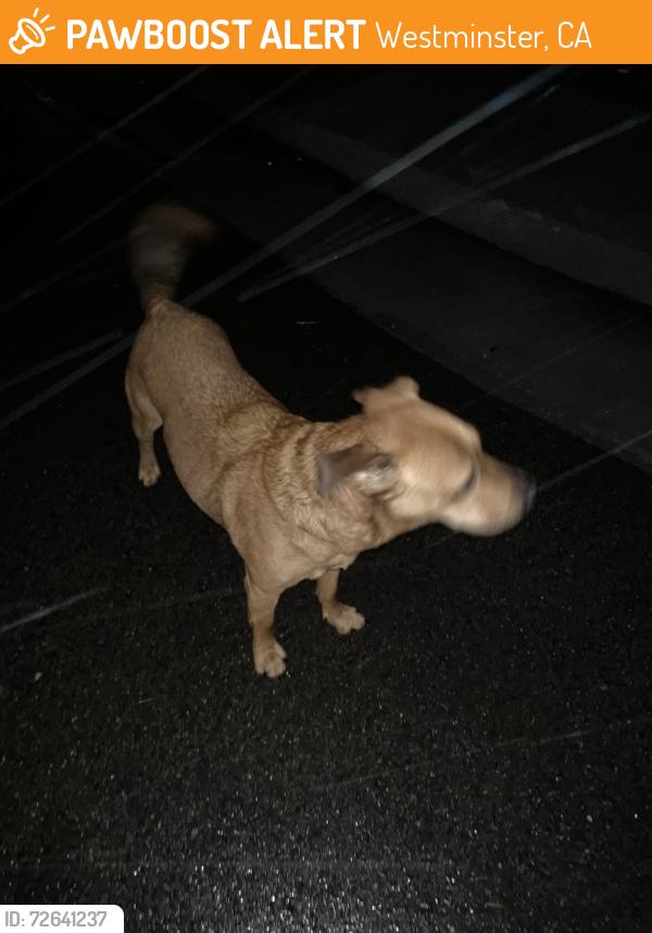 Found/Stray Male Dog last seen 116th/Jay, Westminster, CA 92844