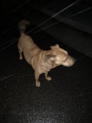 Found/Stray Male Dog last seen 116th/Jay, Westminster, CA 92844