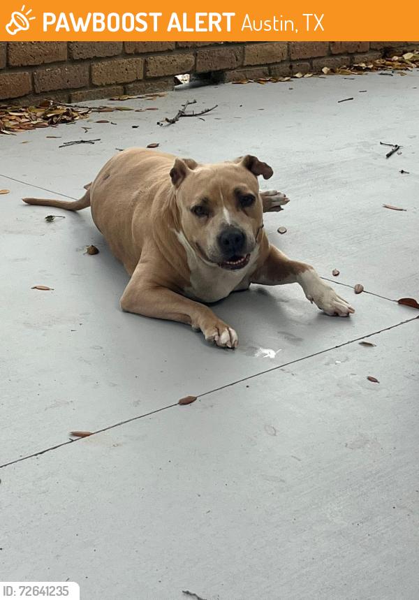 Found/Stray Female Dog last seen Barton Creek Skyway and MOPAC access rd, Austin, TX 78704