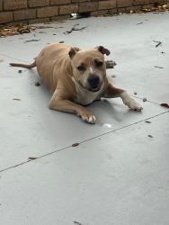 Found/Stray Female Dog last seen Barton Creek Skyway and MOPAC access rd, Austin, TX 78704