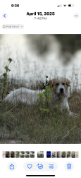 Lost Male Dog last seen Fletcher Dr /521, Kershaw County, SC 29067
