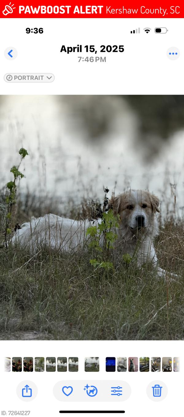 Lost Male Dog last seen Fletcher Dr /521, Kershaw County, SC 29067