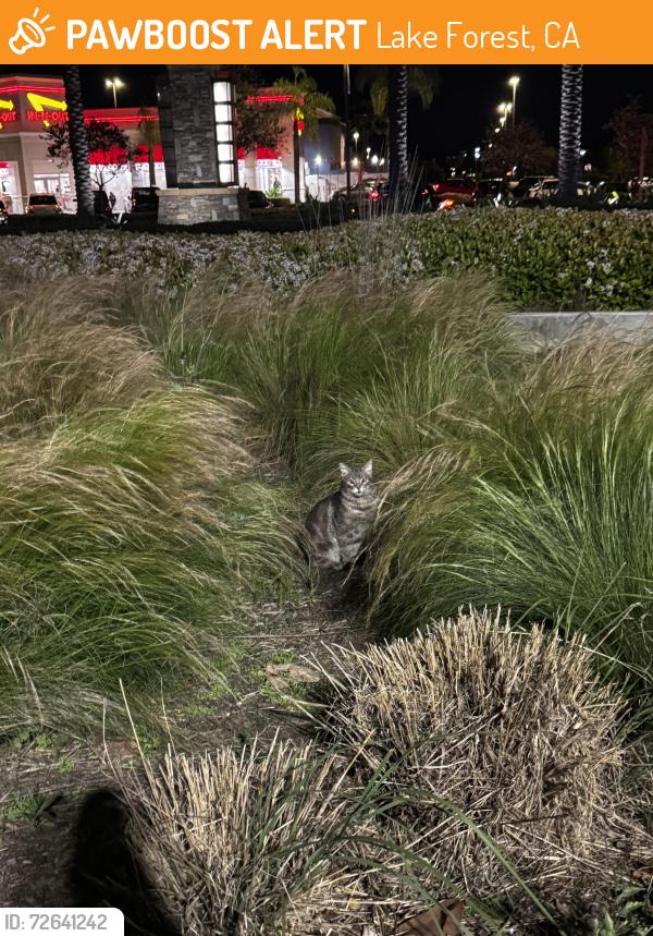 Found/Stray Unknown Cat last seen Chick Fli A parking lot close to the gas station near the bushes., Lake Forest, CA 92630