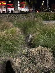 Found/Stray Unknown Cat last seen Chick Fli A parking lot close to the gas station near the bushes., Lake Forest, CA 92630