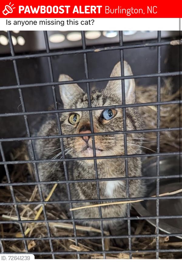 Lost Male Cat last seen Quality Equipment, Sheetz Distribution Center. , Burlington, NC 27215