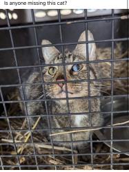 Lost Male Cat last seen Quality Equipment, Sheetz Distribution Center. , Burlington, NC 27215