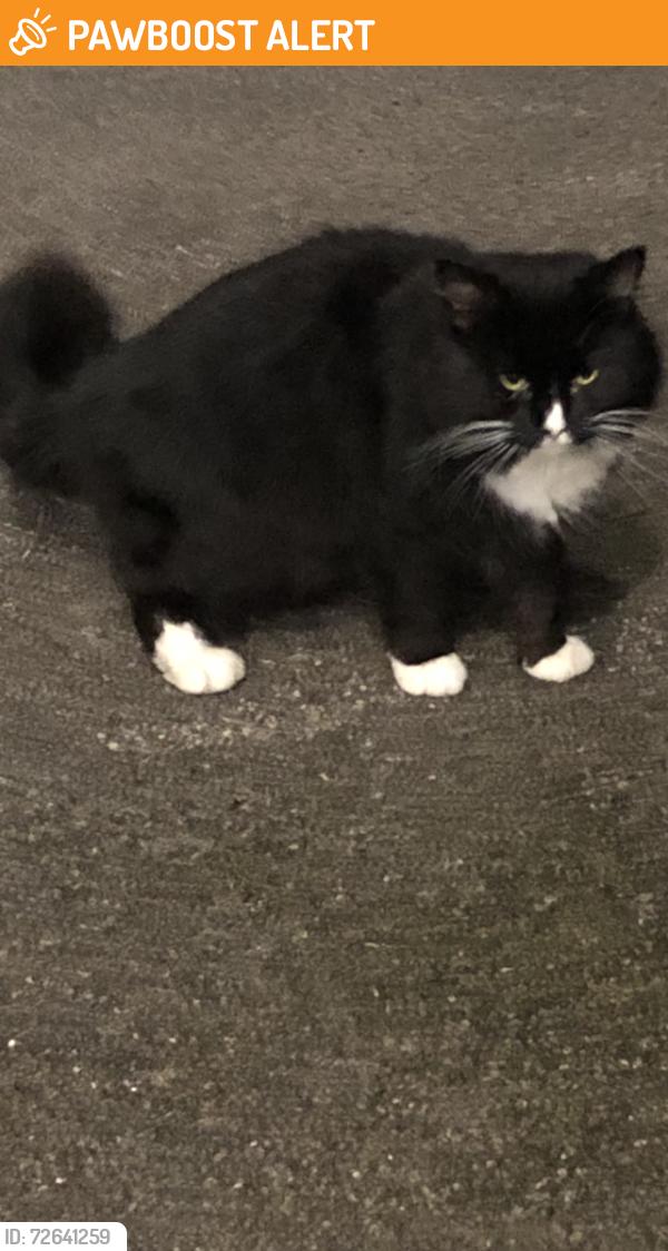 Found/Stray Unknown Cat last seen Newton heath Manchester , Newton Heath, England M40