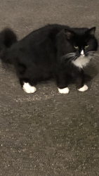 Found/Stray Unknown Cat last seen Newton heath Manchester , Newton Heath, England M40