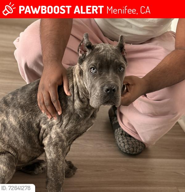 Lost Female Dog last seen Sun city, Menifee, CA 92585
