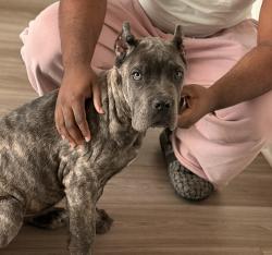 Lost Female Dog last seen Sun city, Menifee, CA 92585