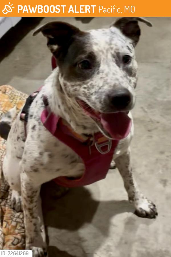 Found/Stray Female Dog last seen Thornton Road between Viaduct Street and Highway 100, Pacific, MO 63069