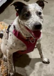Found/Stray Female Dog last seen Thornton Road between Viaduct Street and Highway 100, Pacific, MO 63069