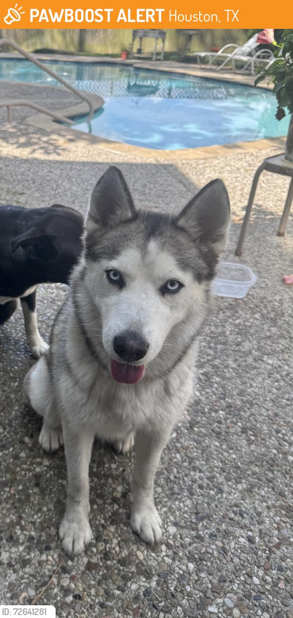 Found/Stray Female Dog last seen Buc-ee’s , Houston, TX 77047