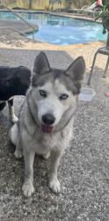 Found/Stray Female Dog last seen Buc-ee’s , Houston, TX 77047