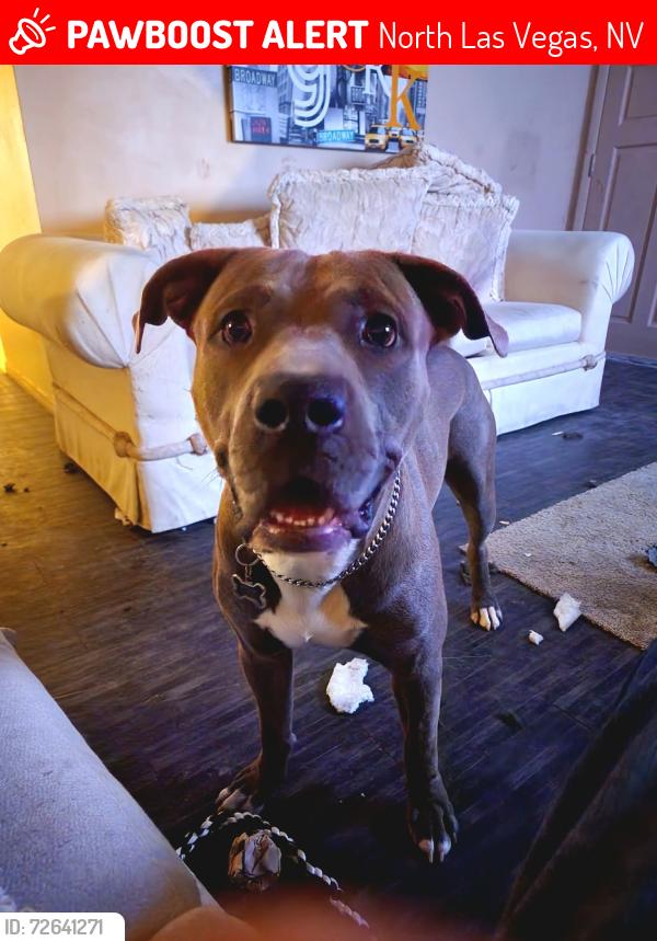 Lost Male Dog last seen Civic center and owens, North Las Vegas, NV 89030