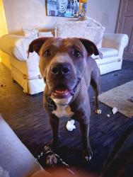 Lost Male Dog last seen Civic center and owens, North Las Vegas, NV 89030
