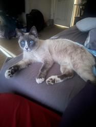 Lost Male Cat last seen Stover ave in riverside , Riverside, CA 92505