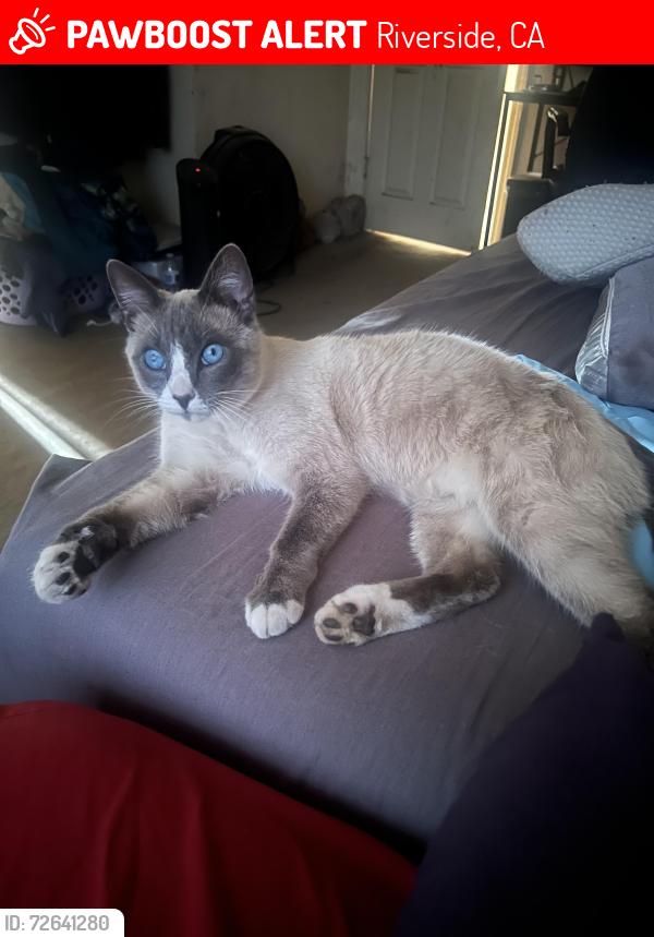 Lost Male Cat last seen Stover ave in riverside , Riverside, CA 92505