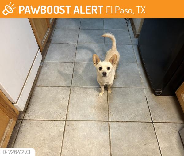 Found/Stray Male Dog last seen Saul Kleinfield, El Paso, TX 79936