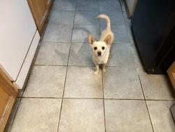 Found/Stray Male Dog last seen Saul Kleinfield, El Paso, TX 79936